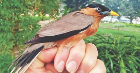 শালিকের পায়ে প্রথম রিং