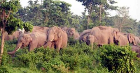 শেরপুরে বন্য হাতির আক্রমণে যুবকের করুণ মৃত্যু